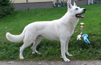 Born to Win White Lionheart in Dog Show in Finland