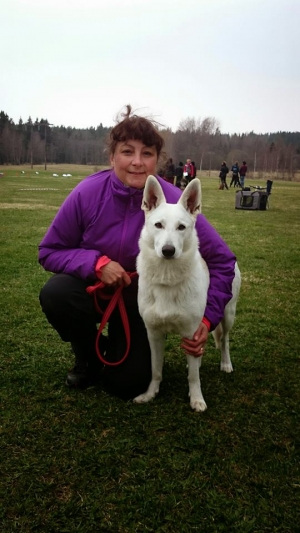 White Swiss Shepherd Dog Born to Win White Yes in Sweden in Rally Obedience