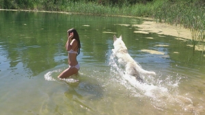 White Swiss Shepherd Dog Born to Win White Spartacus enjoying summer