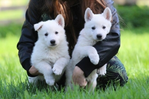 White Swiss Shepherd Puppies for sale