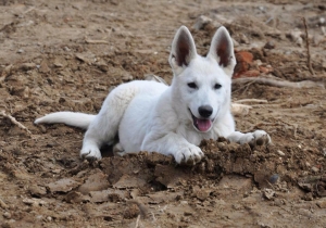 White Swiss Shepherd Puppy Born to Win Warrior Dogfire in Czech Republic