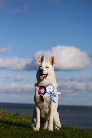 Born to Win White Zeus from Dog Show Best of Breed Junior