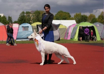 White Swiss Shepherd Dog Born to Win White Zeus Estonian Winner 2015