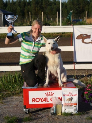 Born to Win White Oodi is The Finnish Champion of White Shepherd Dogs 2015 in Search