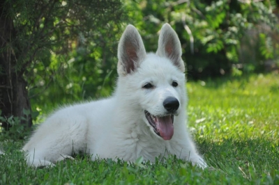 White Swiss Shepherd Dog Puppy Born to Win Warrior Hercules lives in Ukraine