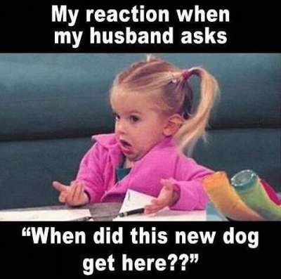 My reaction when my husband asks When did this new dog get here