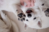 White Swiss Shepherd Dog Born to Win White Zorro puppies in Poland are growing