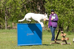 White Swiss Shepherd Born to Win White Target Obedience Competition 1 place