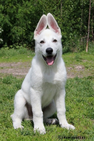 White Swiss Shepherd Puppy Born to Win Warrior Hooligan in Finland is growing