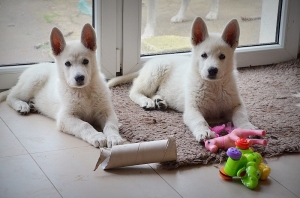 Born to Win White Zorro puppies in Poland