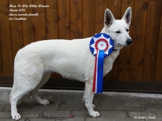 Born to Win White Wonder in Belgium Dog Show